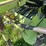 claas-rollant-66-image-15