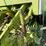 claas-rollant-66-image-38