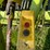 claas-rollant-66-image-11