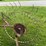 2-wheel-hay-rake-image-3