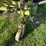 claas-rollant-66-image-37