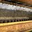 new-holland-488-image-18