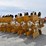 buffalo-6400-image-7