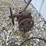antique-pump-jack-image-7