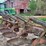 white-6-bottom-moldboard-plow-image-10