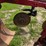 case-ih-540-image-6