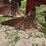 case-ih-540-image-3