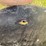 new-john-deere-22"--disc-blades-image-4