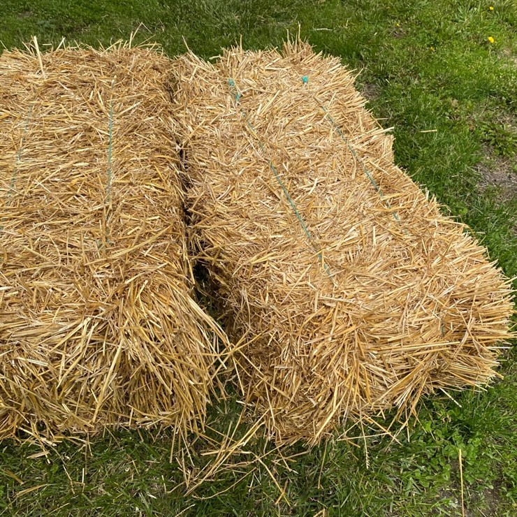 50 Bales of good clean Wheat Straw Small Square 45-50# Bales