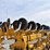 buffalo-6400-image-16