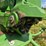 2015-krone-kw5.52/4x7t-image-19
