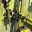 claas-rollant-66-image-32