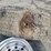 (2)-445/50r22.5-tires-w/aluminum-rims---tag-#1232-image-5