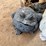 outdoor-frog-décor-&-other-image-6