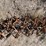 #1042-•-chain-drag-image-3