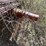 #1069-•-(3)-handmade-steel-saw-horses-image-7