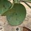 john-deere-two-bottom-disc-plow-image-10