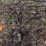 #1026-•-barb/barbless-rolls-of-wire-image-6