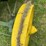 john-deere-d-image-39