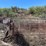 #1031-•-pickup-truck-cattle-rack-image-1