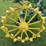 john-deere-a-image-13