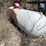 #1060-•-propane-tank-image-2