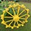 john-deere-a-image-11