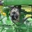 john-deere-a-image-36
