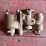 rayfield-carburetor-image-1