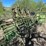 #1023-•-powder-river-cattle-chute-with-arch-frames-image-2