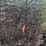 #1026-•-barb/barbless-rolls-of-wire-image-2