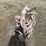 2016-paint-sprayer-impact-440-image-2
