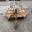 king-kutter-6-image-5