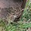 #3564-•-universal-mount-bucket-image-6