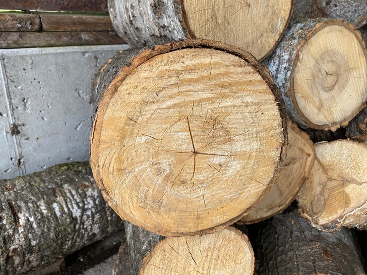 #3579-•-large-piles-of-mostly-dried-cut-firewood-image-3