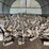 #3579-•-large-piles-of-mostly-dried-cut-firewood-image-7