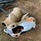 #3597-•-(2)-whitetail-deer-decoys-image-1
