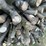 #5504-•-door-county-cherry-wood-image-6