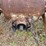 #3503-•-ferguson-wide-front-tractor-image-20