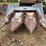 #3518-•-allis-chalmers-fl330-corn-head-image-2
