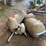 #3597-•-(2)-whitetail-deer-decoys-image-3