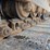 2001-caterpillar-d5m-xl-image-5