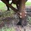 1996-stoughton-trailer-image-41