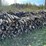 #5511-•-door-county-cherry-wood-image-1