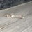 2000-fruehauf-trailer-image-9