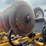 2016-landoll-875-21-image-5