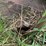 #3564-•-universal-mount-bucket-image-7