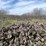 #5531-•-door-county-cherry-wood-image-3