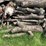 #5524-•-door-county-cherry-wood-image-4