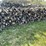 #5506-•-door-county-cherry-wood-image-1